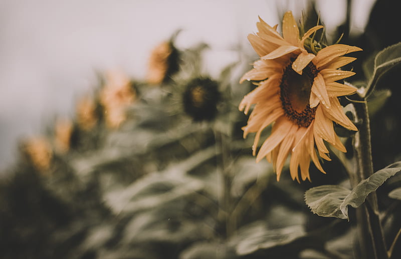 Selective Focus of Sunflower, HD wallpaper