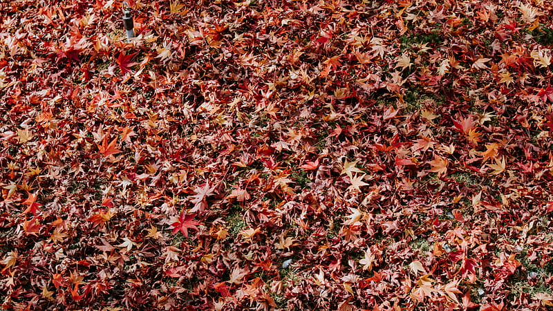 dried brown leaves, HD wallpaper