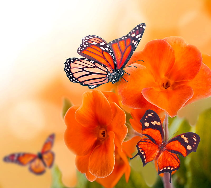 Floral Butterflies, butterfly, flowers, orange, spring, HD wallpaper