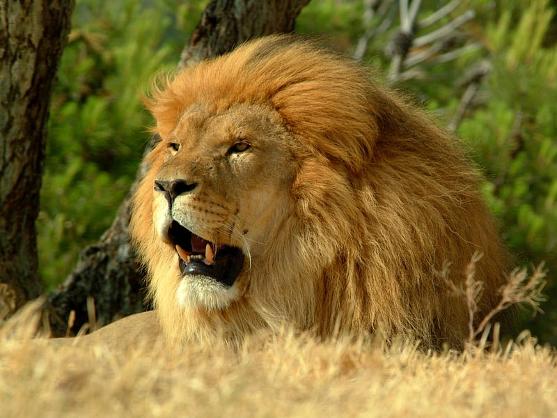 African Lion, lion african, restin savana, HD wallpaper