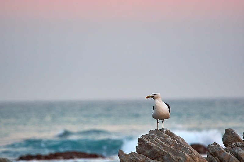 seagull, bird, beak, stone, sea, HD wallpaper