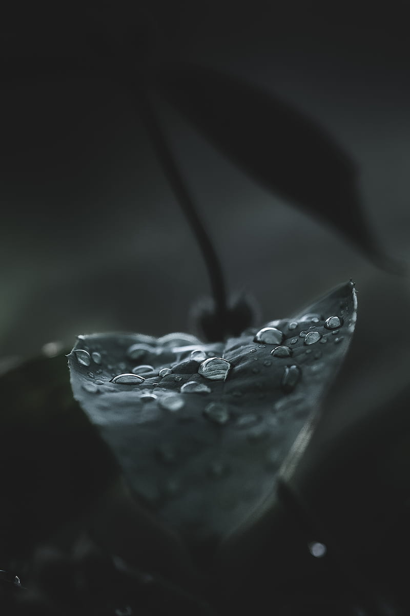 leaf, drops, macro, wet, dew, dark, HD phone wallpaper