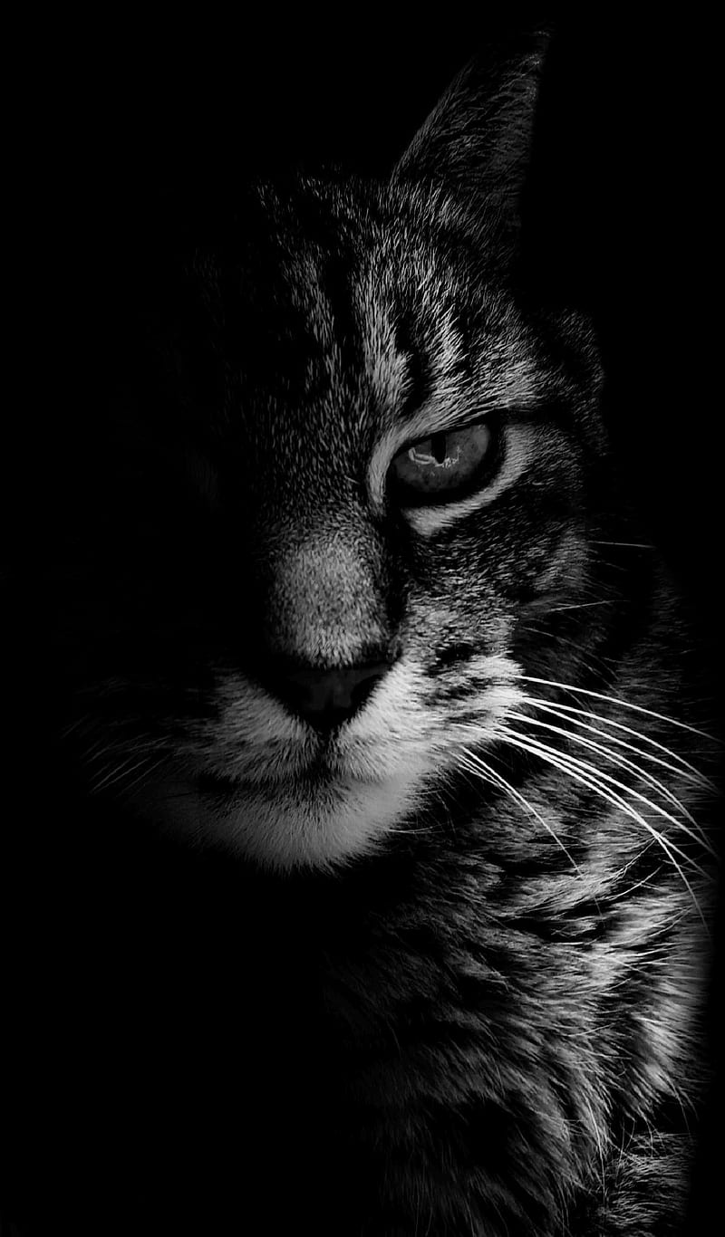 SHADOW CAT, black and white, eyes, HD phone wallpaper