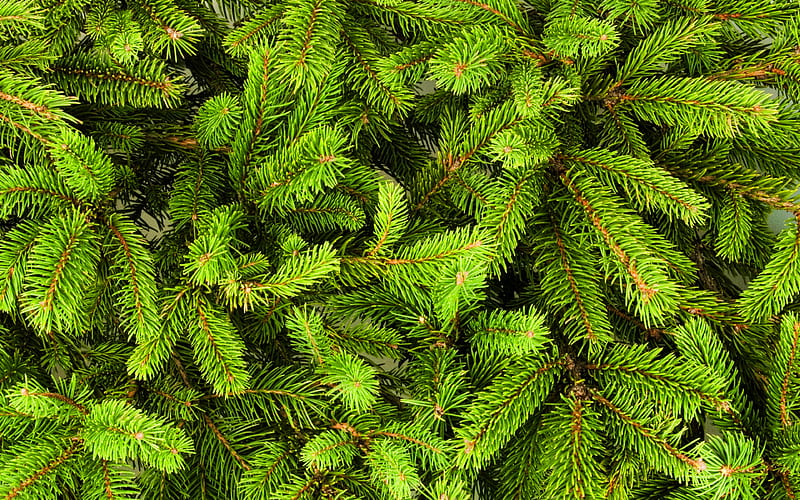 green fir-tree texture christmas backgrounds, green fir-tree, fir-tree textures, fir-tree backgrounds, green xmas background, HD wallpaper