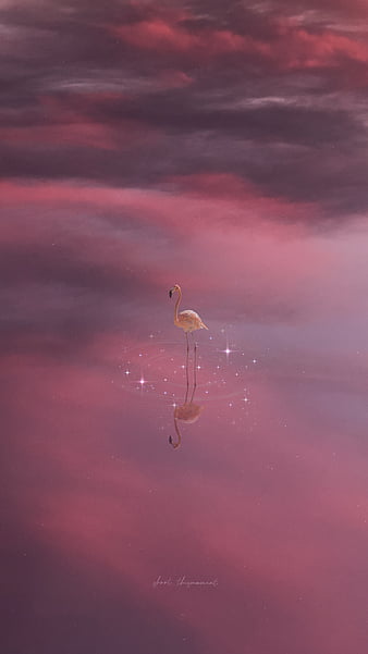 Hd Flamingo Aesthetic Wallpapers Peakpx