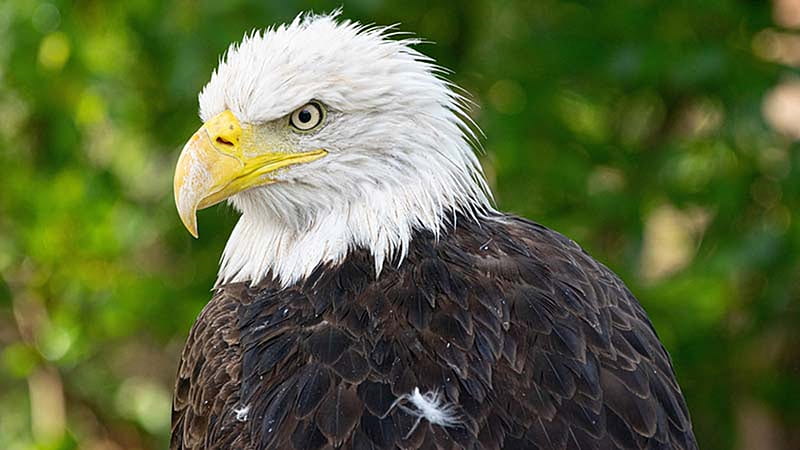 Bald eagle injured during winter storm moved to new home at Houston Zoo, HD wallpaper