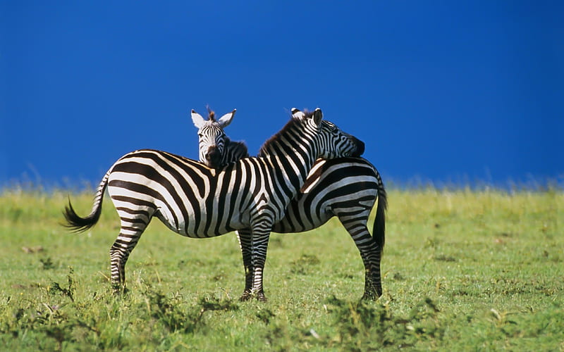 Intimate dependency of zebra, HD wallpaper
