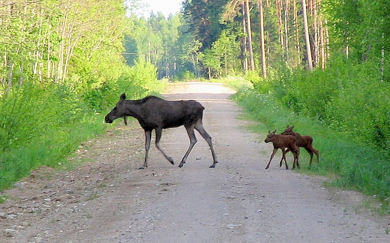 Moose Family, moose, family, animals, mother, baby, road, forest, atvia, Latvia, HD wallpaper