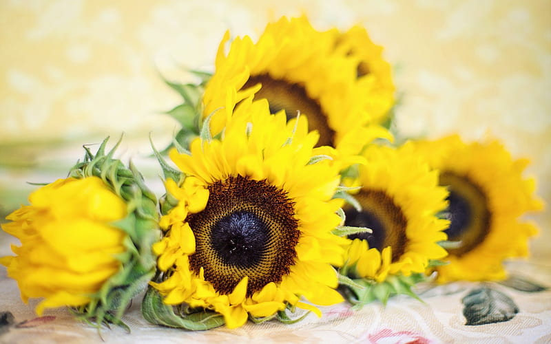 sunflowers, yellow big flowers, wildflowers, yellow petals, HD wallpaper