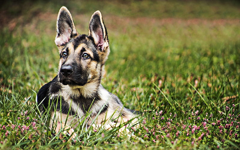 Small German Shepherd, puppy, lawn, pets, cute animals, bokeh, German Shepherd, dogs, German Shepherd Dog, HD wallpaper
