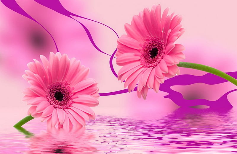 Floral background, pretty, gerberas, lovely, background, bonito, floral, flowers, reflection, pink, HD wallpaper