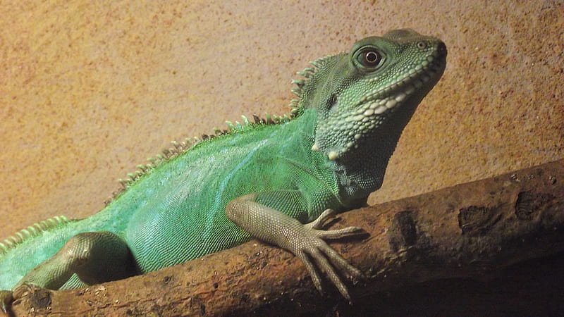 Mijn wateragaam, thuis, vivarium, wateragaam, reptiel, HD wallpaper ...