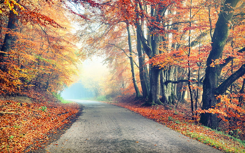 autumn landscape, road, yellow trees, autumn, yellow leaves, HD wallpaper