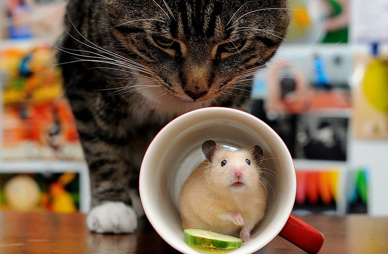 Hamster & Cat, hamster, cat, kitty, animal, HD wallpaper