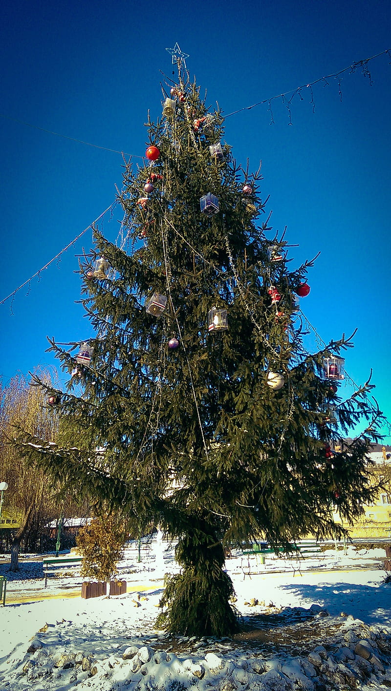 Cristmas tree, brad de craciun, christmas tree, fieni, halidays, iarna, natural, sarbatori, HD phone wallpaper