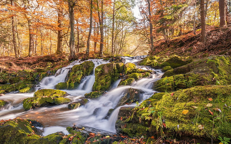 Selkefall, waterfall, autumn, yellow fallen leaves, autumn landscape, forest, Saxony, Germany, Harzgerode, HD wallpaper