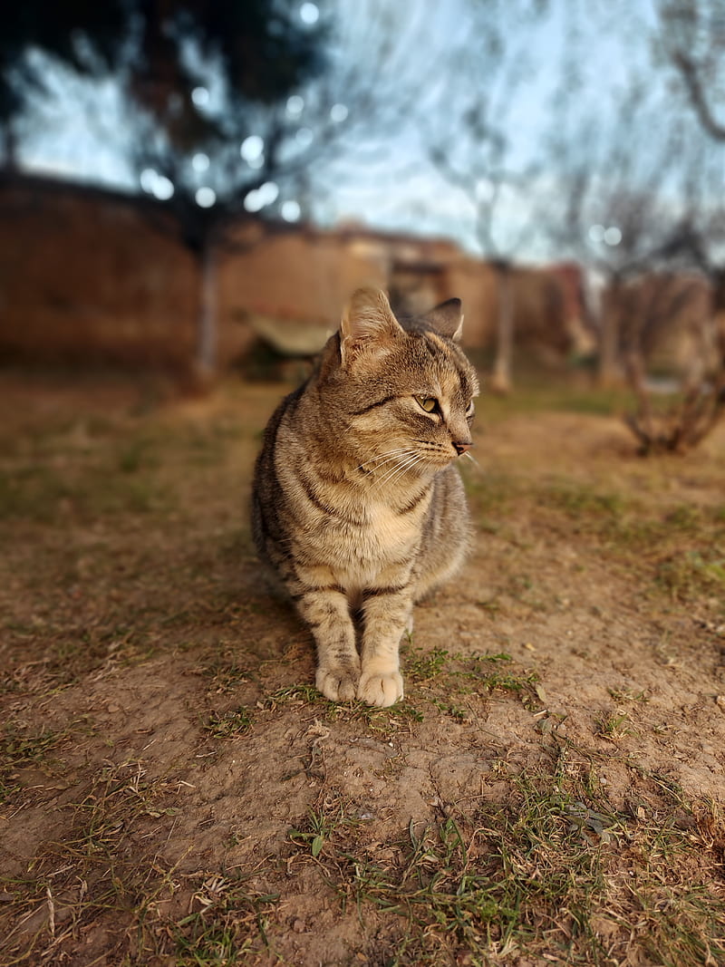 Cute Cat, a71 camera, backyard, sunrise, tree, HD phone wallpaper
