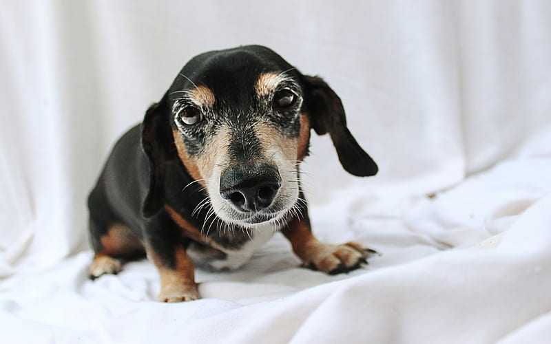Dachshund, curious dog, pets, close-up, cute animals, Dachshund Dog, autumn, dogs, HD wallpaper