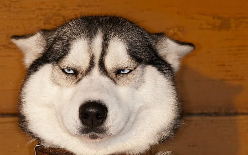 Angry face, face, funny, animals, dog, HD wallpaper | Peakpx