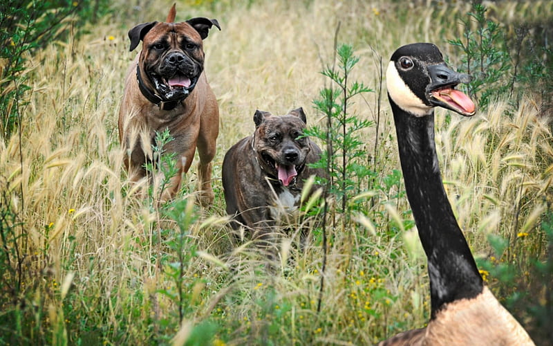 Help!, bird, green, grass, black, funny, goose, run, dog, HD wallpaper