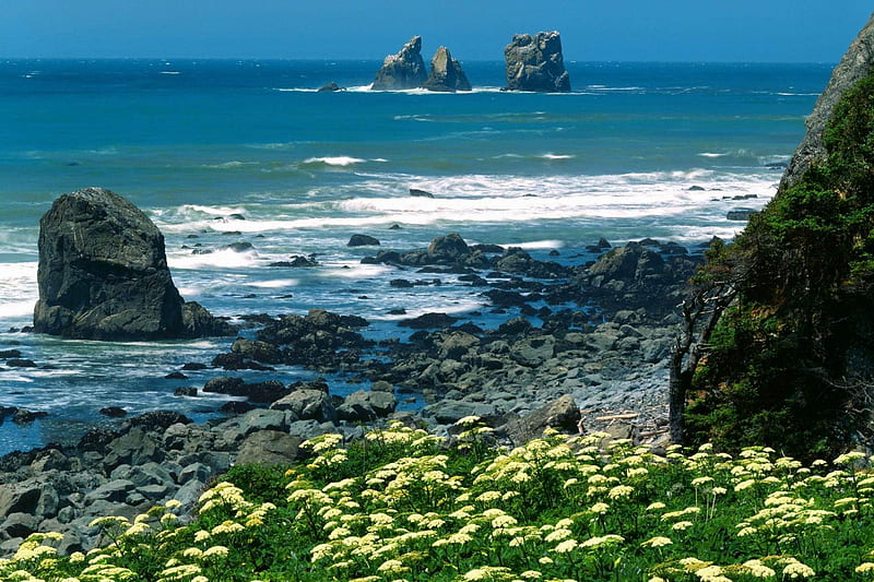 Rocky Shore, rocks, shore, ocean, flowers, nature, sea, HD wallpaper