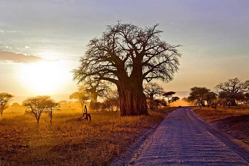 Landscape, Trees, Tree, Sunrise, Earth, Path, Africa, Sunbeam, Savannah, Baobab Tree, HD wallpaper