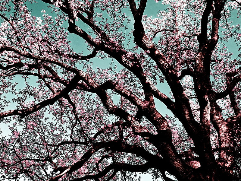 Cherry Blossom Color Filter pic , ggarfield, tree, spring, cherry blossom, HD wallpaper