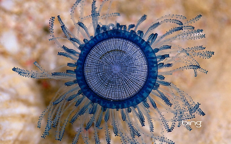 Jellyfish, underwater, blue, animal, HD wallpaper