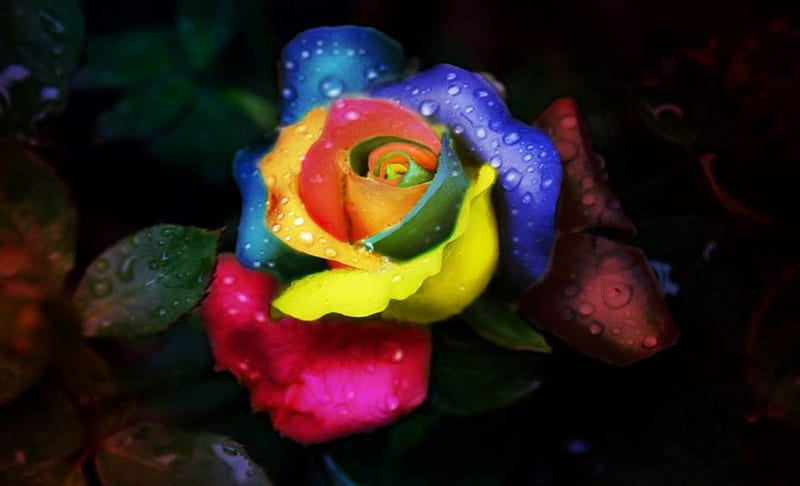Rainbow Rose, Rainbow, bonito, Flowers, Nature, HD wallpaper | Peakpx