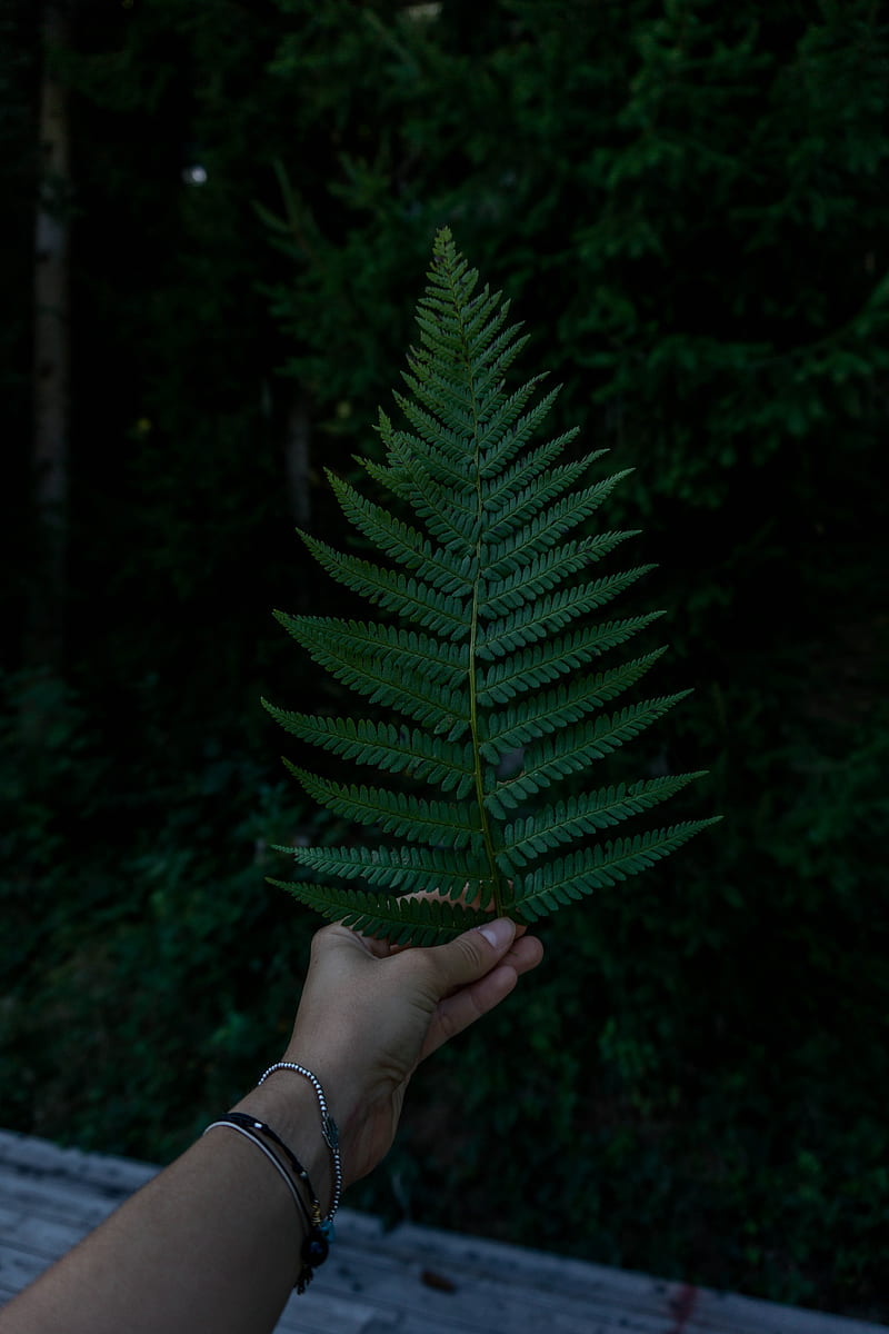 hand, fern, leaf, green, HD phone wallpaper