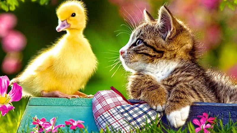 :), cute, bird, yellow, pasari, duckling, pisici, animal, HD wallpaper