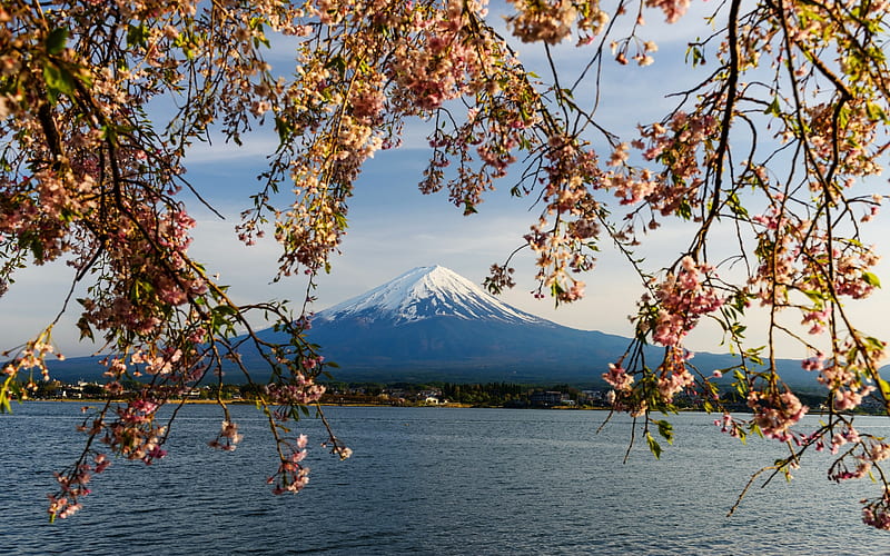 Fuji, Japanese stratovolcano, cherry blossom, spring, japan, mountain landscape, HD wallpaper