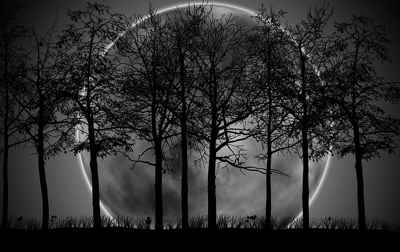 Forest Moon, forest, moon, grass, black, white, trees, HD wallpaper