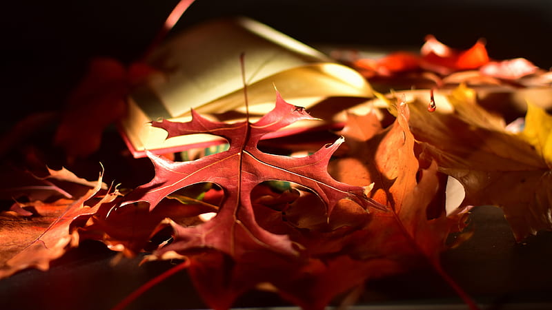 Earth, Leaf, Fall, Macro, Nature, HD wallpaper