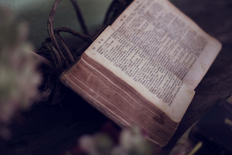 close up of bible opened near flowers, HD wallpaper