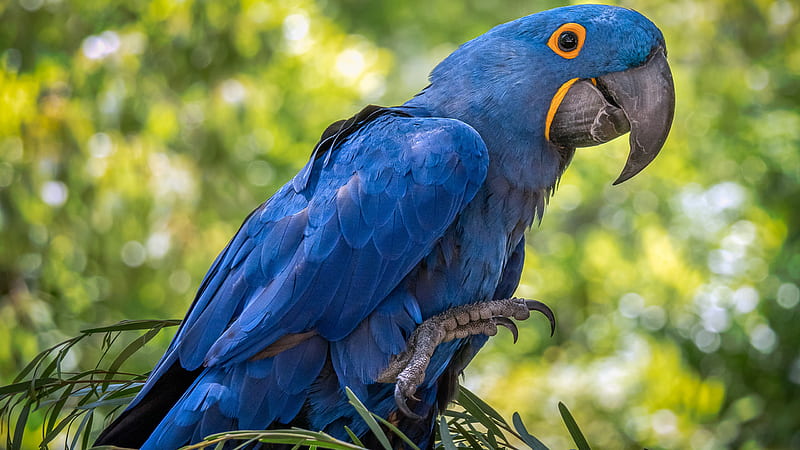 Hyacinth Macaw Perched On top of Green Branch Animals, HD wallpaper