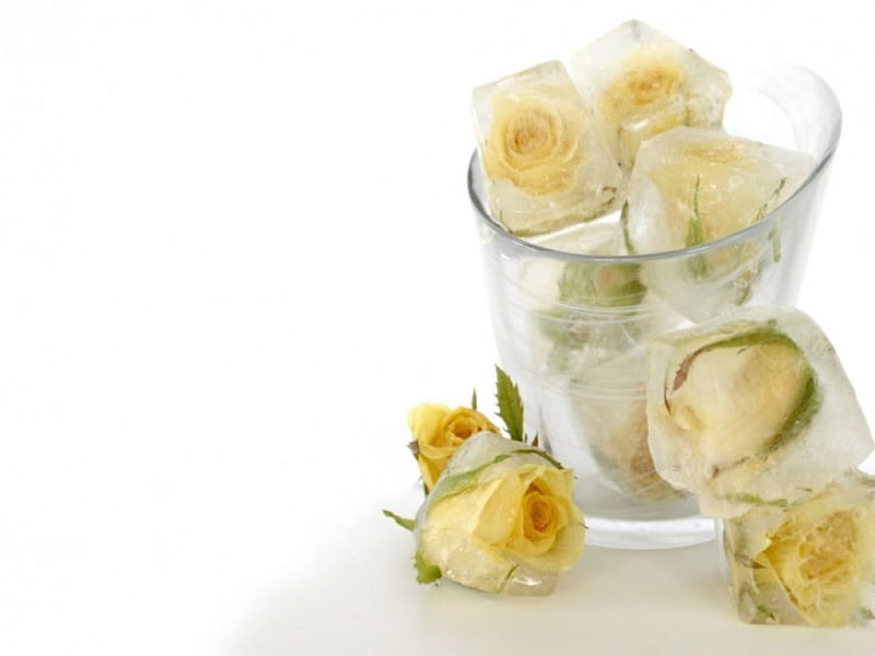 Ice cube rose, ice cubes, glass, rose, flowers, style, HD wallpaper