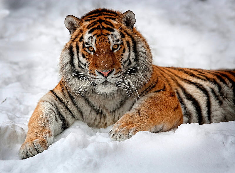 SNOW TIGER, pretty, wonderful, stunning, tiger, bonito, animal, nice, wild,  season, HD wallpaper | Peakpx