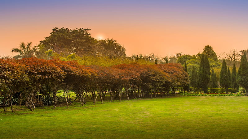 Beautiful Green Grass Field Trees Plants Bushes Under Light Purple Orange Sky During Sunset Nature, HD wallpaper
