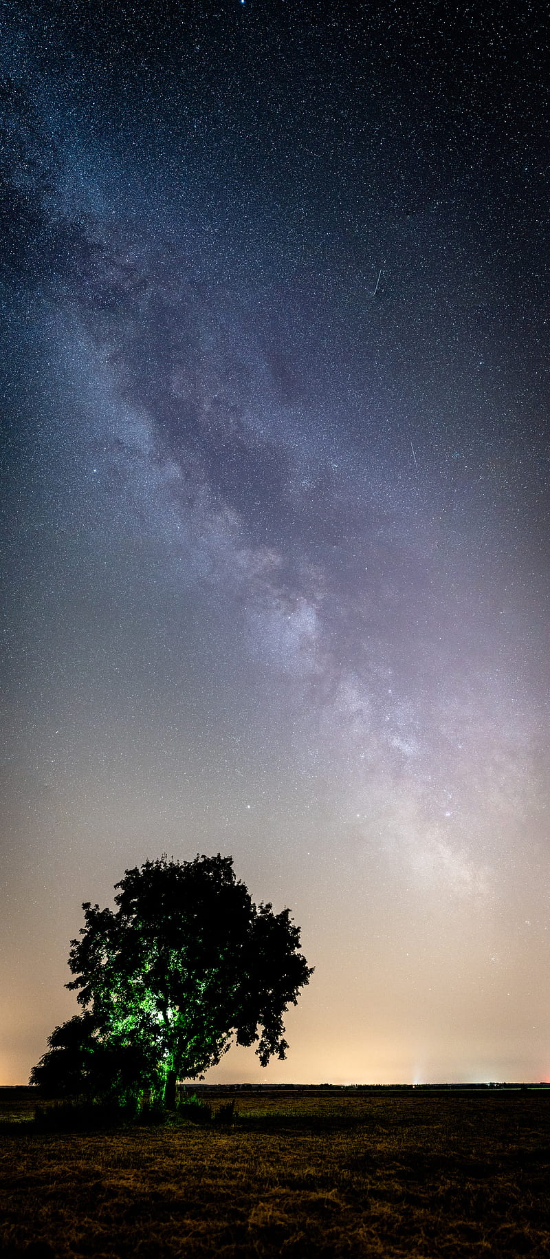 tree, night, starry sky, plain, landscape, HD phone wallpaper