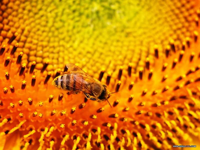 Bee on Sunflower, bee, seeds, bug, orange, flower, yellow, nature, sunflower, HD wallpaper