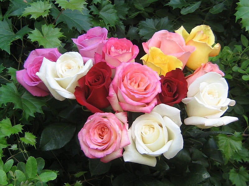 Color roses, flowers, color, nature, roses, HD wallpaper | Peakpx