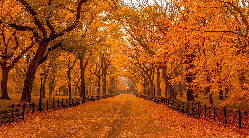 Stunning autumn park, fall, forest, autumn, vivid, orange, park, trees, seasons, leaf, leaves, colours, nature, wood, scene, landscape, HD wallpaper