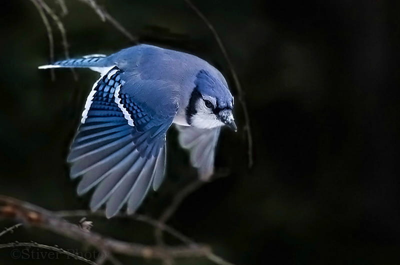 Blue Jay, BEAUTY, NATURE, BIRDS, ANIMALS, HD wallpaper