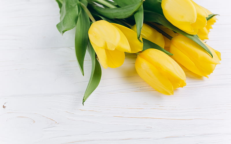 yellow tulips, white wooden background, yellow spring flowers, tulips, HD wallpaper