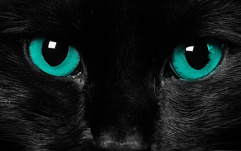 black jaguar , cat, black cat, black, small to medium sized cats, felidae, HD wallpaper