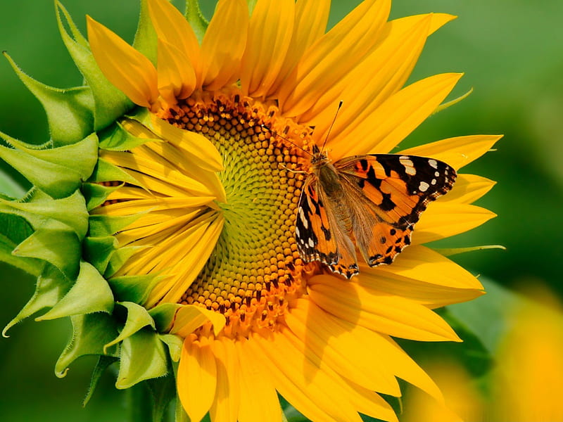 Butterfly on sunflower, flower, summer, butterfly, sunflowers, HD wallpaper