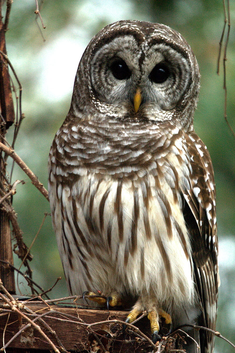Barred owl. Barred owl, Owl, Owl, HD phone wallpaper