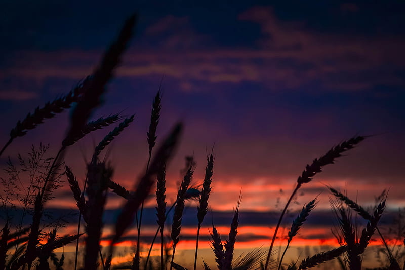 Wheats During Dawn In Landscape graphy, wheat, dawn, landscape, graphy, dusk, nature, HD wallpaper