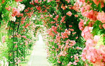 flower greenhouse, pink roses, alley, tunnel of roses, beautiful flowers, roses, HD wallpaper